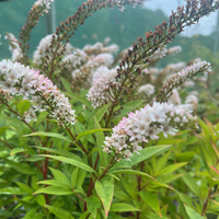 Lysimachia clethroides